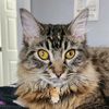 kittiecali88