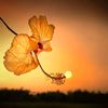 user724527381rani