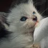huu_suu_chii