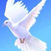 user3525474222785