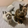 catmomma111
