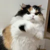 mewht_