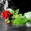 masum_parvej