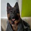 jestergsd