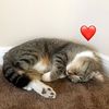 mittens7861