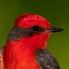 vermilion_flycatcher