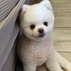 talenteddogs
