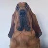 nando_bloodhound
