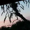 marjanasefaj