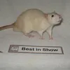 rat_bastard