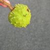 gastromatenjr