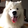 Biff the Samoyed
