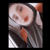 safaa_215