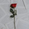 abee_rara