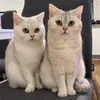 bkh.kittys