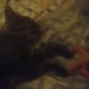 romane_04_16