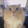 sillyballmuncher38