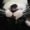 luna_p_kitty.magic