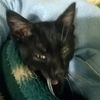 catcatcatcatcatcatcatcak