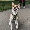 jackrussellsquared