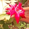 rosaile.2006