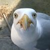 thatoneseagulll