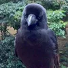 blackbird_666