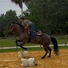equine_alex
