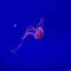 jellyfish_oo0