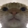 zhivcho