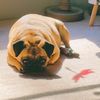 pugmomma101