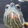 yourreptilefriend