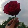 ohood_555