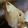 slovenian_boykisser