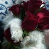 cuzi86