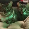7pairsofpaws