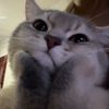hakumeowmeow