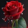 abdurrehmankhan00