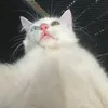 iluvhienanh