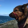 gsd..ozzie