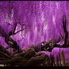 professor_wisteria_