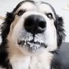 the_earl_of_oxford