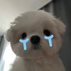 supzxcha_jk