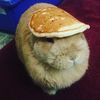 pancakepuppy321