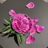 she_lllll