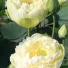 nguyentuyet_4