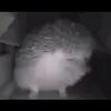 yaponskiy_yozhik