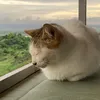 cupofjose_