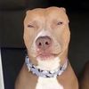 lightskindoggg