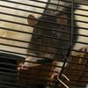 forrest_ratto